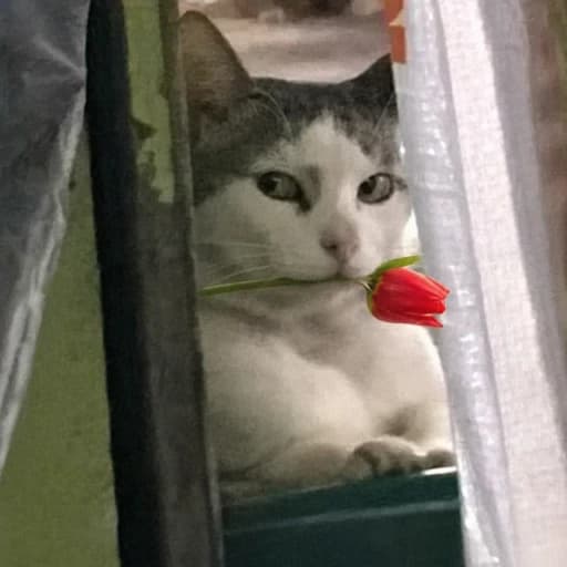 Котёнок в коробке с тюльпанами
