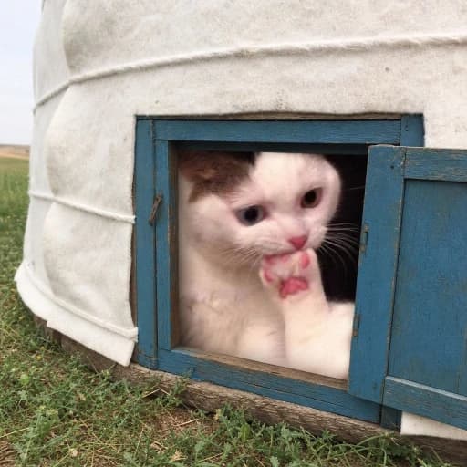 Кот выглядывает из калмыцкой юрты