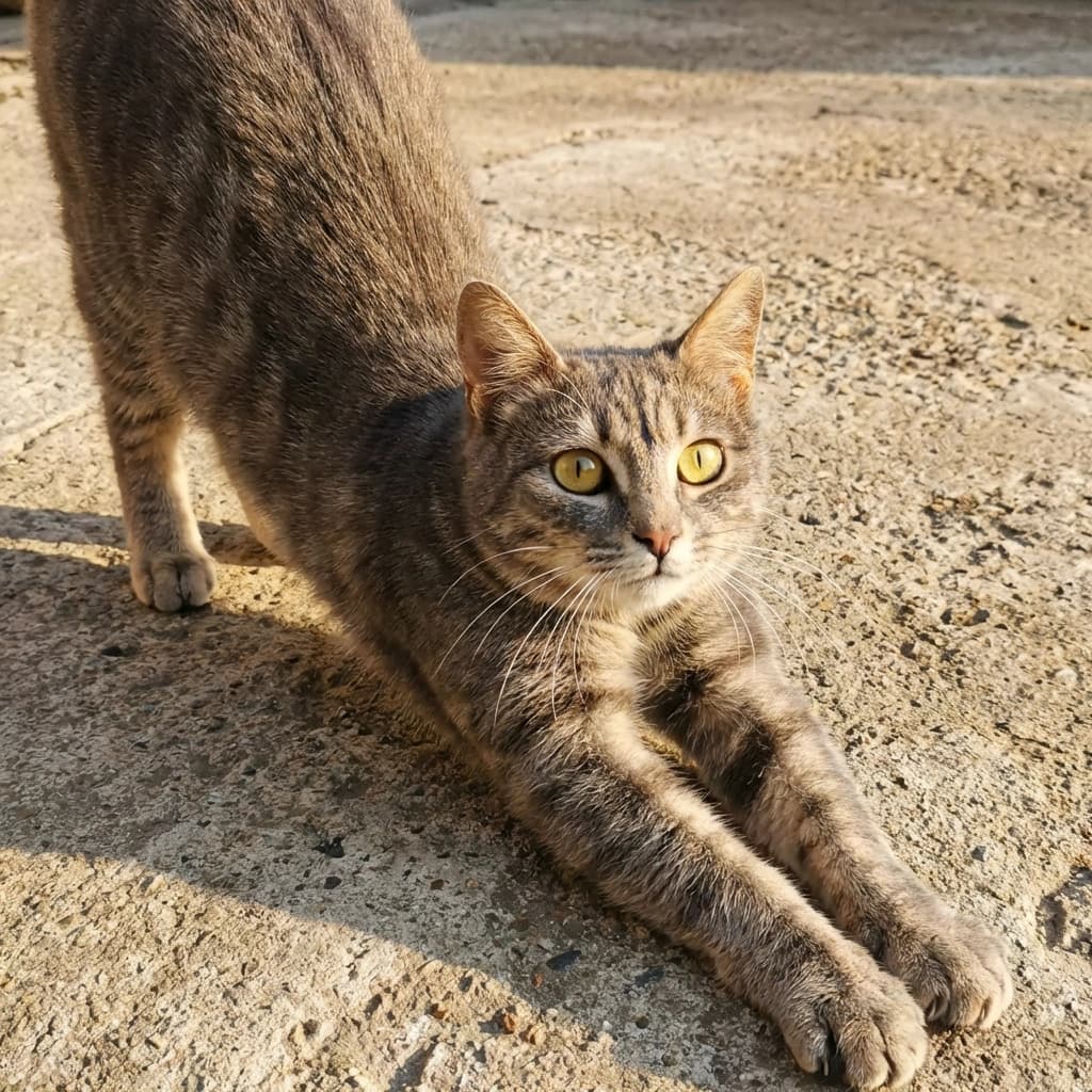 Феона — мем